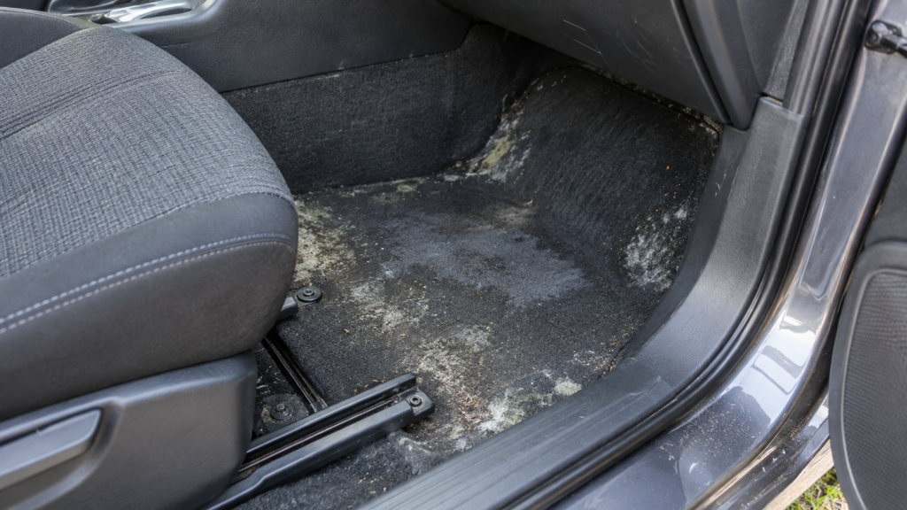 How to Get Rid of Mold in Car